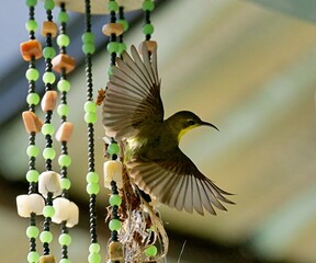 Sunbird building a nest on a wind chime, with wings spread out.