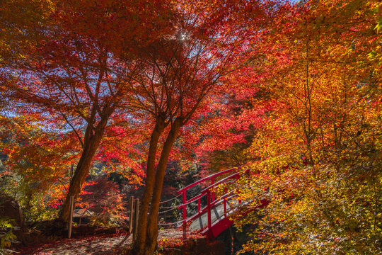 岐阜県八百津・五宝滝の赤い橋と光芒が差し込むもみじの紅葉トンネル

