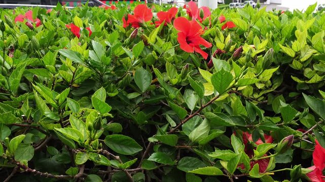 Very beautiful red flowers moving in the wind with lots of very bright green leaves.