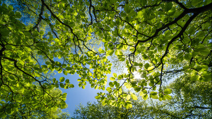 Obraz premium Looking up through bright green spring beech tree canopy towards a brilliant sunlit blue sky background