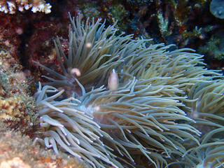 ハナビラクマノミ