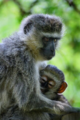 Closeup of a female vervet monkey holding her baby with its eyes half closed
