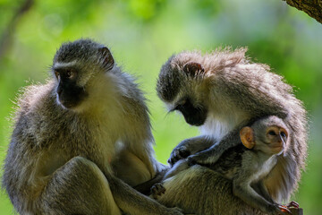 A female vervet monkey grooming her baby with a third monkey sitting next to them © Andrew