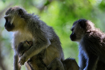 A female vervet monkey holding her baby