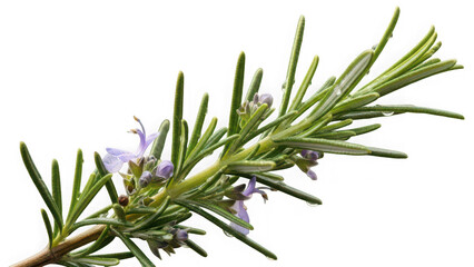 Fototapeta premium Photo of fresh rosemary branch with flowers on transparent background isolated on transparent background