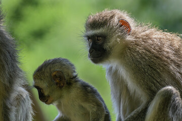 A female vervet monkey sitting next to her baby