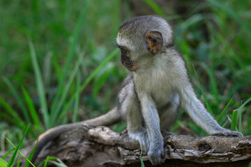 A baby vervet monkey sitting on a tree stump