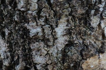 Detailed Close-Up of Natural Tree Bark Texture with Unique Patterns and Colors