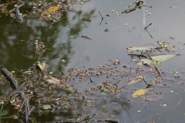Calm and Serene Surface of a Still Pond with Floating Leaves and Debris
