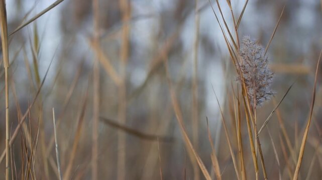 Close up view of dry cattails during winter time, slow motion.