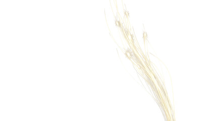 White feathery plant with star-shaped tips against black background