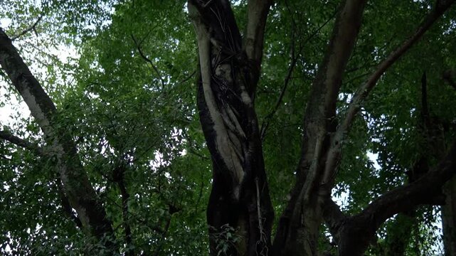 Tall forest banyan trees with dense green canopies, intertwined trunks, and lush foliage create a tranquil natural atmosphere.