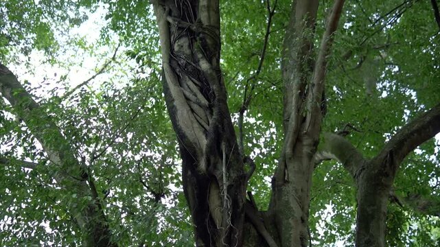 Tall forest banyan trees with dense green canopies, intertwined trunks, and lush foliage create a tranquil natural atmosphere.