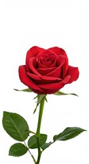 Fototapeta premium A single perfect red rose blossom with a green stem and leaves, photographed against a clean, brilliant white background for isolation ,beauty ,freshness ,gardening