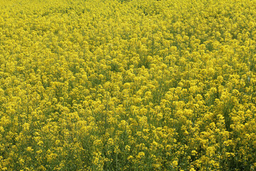 菜の花畑