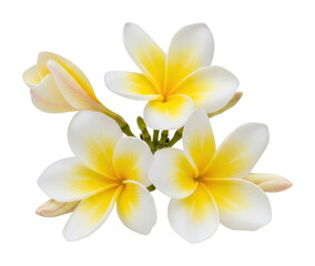Blooming plumeria flowers tropical garden natural light isolated on transparent background