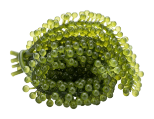 Nature event spiral green plant growth organic environment isolated on transparent background