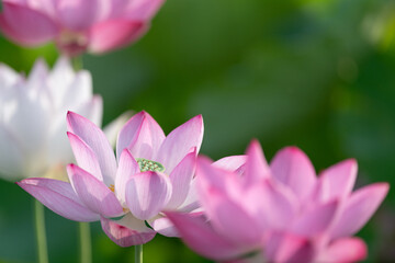 Fototapeta premium 美しい蓮の花 