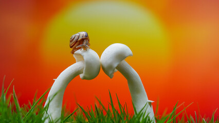 Macro photo of a small brown snail sitting on a fresh mushroom © dikadi16