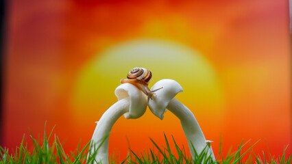 Macro photo of a small brown snail sitting on a fresh mushroom