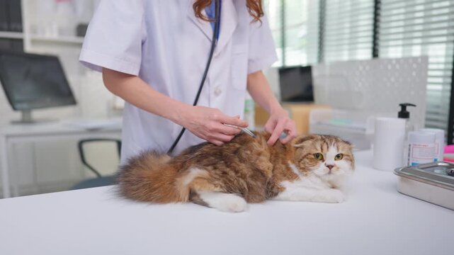 Close up of female veterinarian examine kitten at veterinary clinic. 