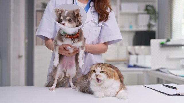 Close up of veterinarian examine domestic pets in veterinary clinic. 