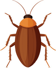 colorado potato beetle