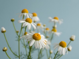 A close-up view of fresh chamomile flowers blooming against a soft blue background