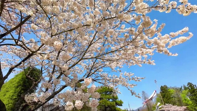 定義如来（西方寺）の満開桜【宮城県仙台市】