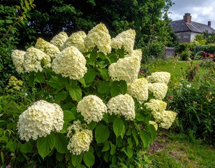 Large cluster of white flowers and green foliage in garden