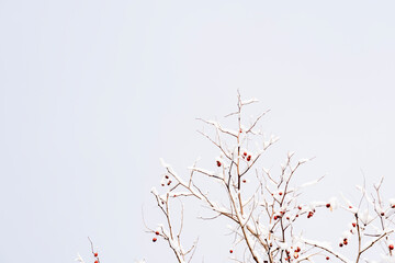 Minimal winter tree with snow-covered branches and red berries placed in the corner against a bright white sky, offering generous copy space and a clean seasonal mood.