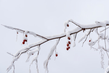 Snow-covered horizontal tree branch with hanging red berries against a soft white winter sky, creating a calm seasonal background with delicate details.