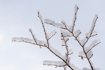 Snow-covered bare tree branches reaching upward against a pale winter sky, forming a clean and minimal natural pattern with ample copy space.