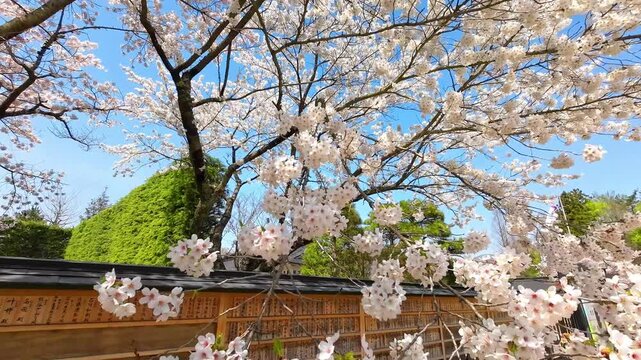 定義如来（西方寺）の満開桜【宮城県仙台市】