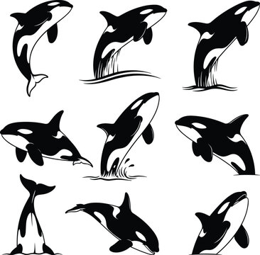 Set of nine dynamic black and white vector illustrations of an Orca or Killer Whale jumping and breaching out of the water, symbolizing marine life, power, freedom, and wild ocean fauna