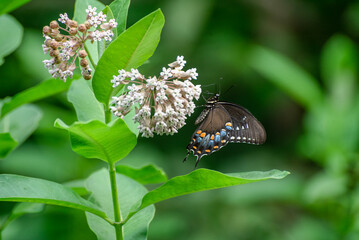 Spicebush butterfly in the milkweed