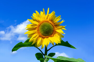 Sunflower and blue sky.