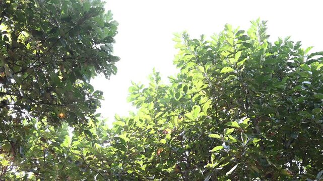 Teak trees in the wild and dense teak forest give a fresh and calming impression