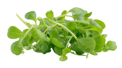 Green leaves accumulate adorned with water droplets foliage close up shows green leaves with glistening water