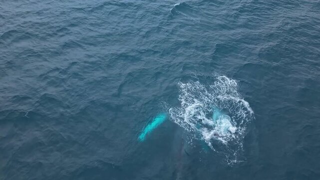 Close up drone footage of newborn humpback whale calf breaches joyfully performing energetic acrobatic somersaults right next to mother whale, Ecuador