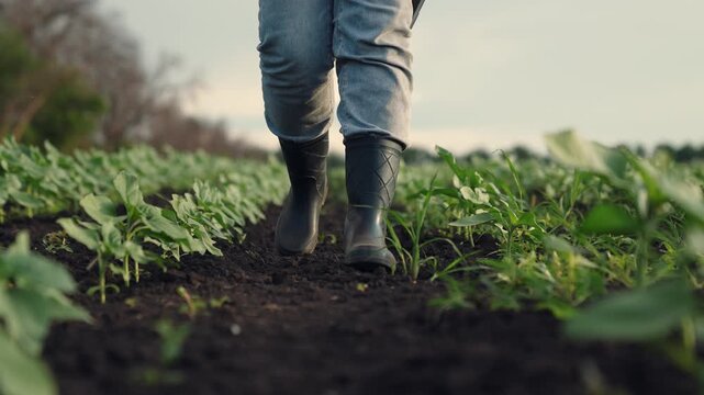 Agriculture, Environmental monitoring, Woman observing crops, Soil and crop research, Future farming solutions, Green field technology, Raising healthy crops, Inspection of young plants, Early morning