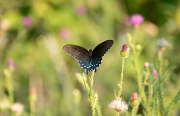Spicebush butterfly in wild thistle