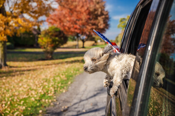 Cute small dog leaning out of car window with American flag behind, enjoying autumn wind in a suburban USA neighborhood