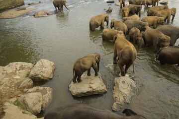 Asian Elephants Bathing and Crossing a River in Sri Lanka