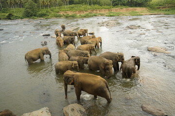 Asian Elephants Bathing and Crossing a River in Sri Lanka
