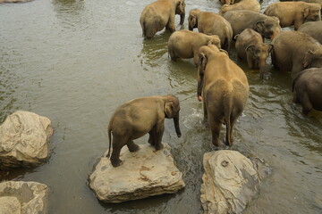 Asian Elephants Bathing and Crossing a River in Sri Lanka