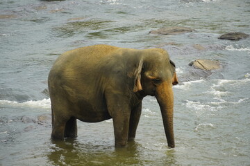 Asian Elephants Bathing and Crossing a River in Sri Lanka