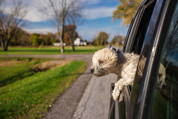 Fluffy dog leaning out of a car window on a sunny day in a typical American suburb, enjoying the...