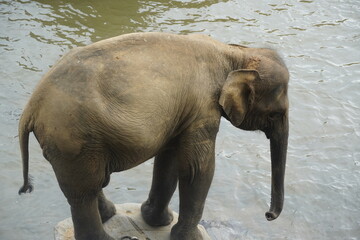 Asian Elephants Bathing and Crossing a River in Sri Lanka