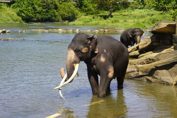 Asian Elephants Bathing and Crossing a River in Sri Lanka